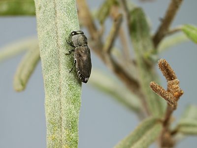 Anilara sp. Ki Ki, PL4393A, male, on Lasiopetalum baueri (PJL 3380) for photo, SE